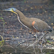 Bare-Throated Tiger-Heron