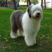 Old English Sheepdog