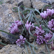 Small Onion (Allium Parvum)