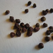 Melegueta Pepper (Aframomum Melegueta)