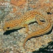 Tsiafajavona Dwarf Gecko