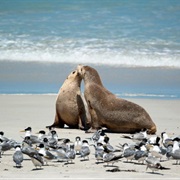 Seal Bay Conservation Park