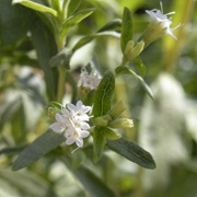 Candyleaf (Stevia Rebaudiana)