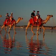 Camel Ride, Broome
