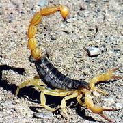 Scorpion