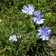 Chicory