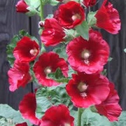Hollyhock