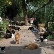 RAPS Cat Sanctuary, Richmond, British Columbia