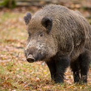 Wild Boar