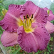 Daylily
