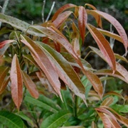 Elaeocarpus Kirtonii