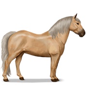 Kerry Bog - Palomino