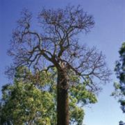 Forty Mile Scrub National Park (QLD)