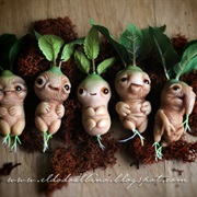 Mandrake