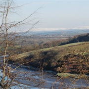 Cleddau Woodlands (NT)