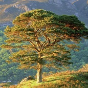 Scots Pine Tree