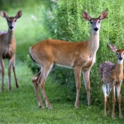 Killed an Animal on Purpose