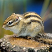 Siberian Chipmunk