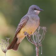 Cassin's Kingbird