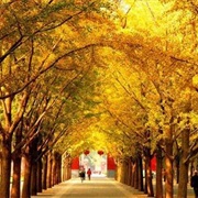 Temple of Earth - Beijing