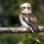 Kookaburra