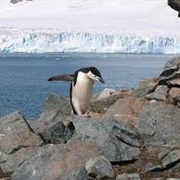 Half Moon Island South Shetlands