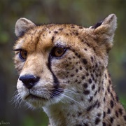 Northwest African Cheetah