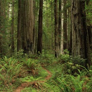 Jedediah Smith Redwoods State Park, California