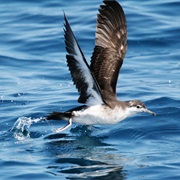Audubon's Shearwater
