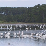 Bear Island Wildlife Management Area, South Carolina