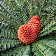Cycad