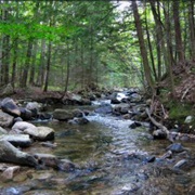 Beartown State Forest, Massachusetts