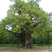 Major Oak