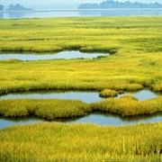 Wetlands