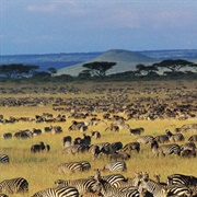 Serengeti National Park - Tanzania