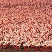 Lake Nakuru Flamingos, Kenya