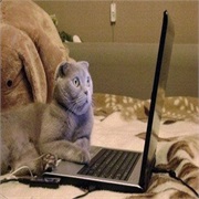 Watch a Cat Video on YouTube and Smile
