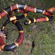 Texas Coral Snake