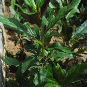 Okinawan Spinach (Gynura Bicolor)