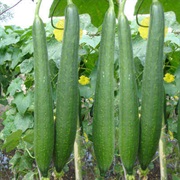 Sponge Gourd (Luffa Aegyptiaca)