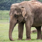 Whipsnade Zoo, Engeland