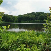 Ferdinand State Forest, Indiana