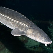 White Sturgeon (Aka: Sacramento Sturgeon & Oregon Sturgeon)