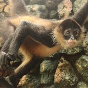 Azuero Spider Monkey