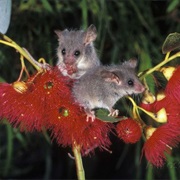 Tasmanian Pygmy Possum
