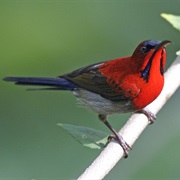Crimson Sunbird (Singapore)