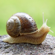 Snail