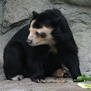 Spectacled Bear