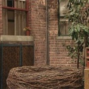 Big Bird's Nest