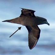 Mascarene Petrel